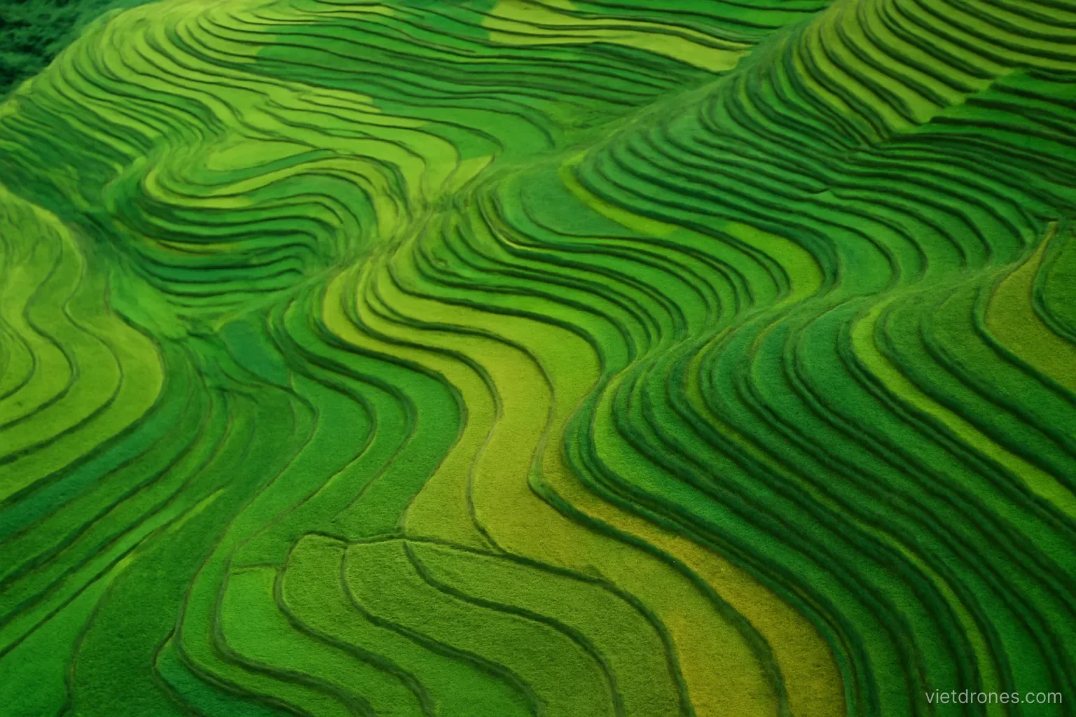 An aerial view of terraced fields in varied green tones